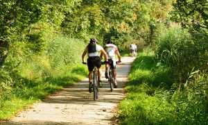 ciclisti salita bosco