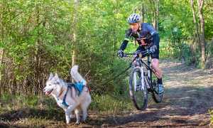folini cani cross