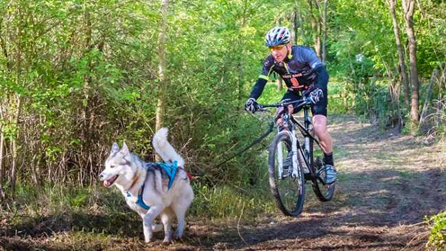 folini cani cross